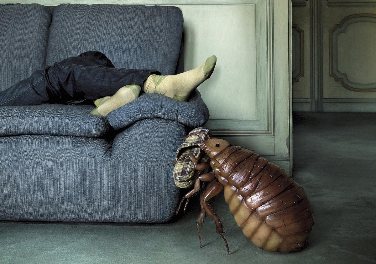 Что может завестись в диване и кусаться, откуда заводятся насекомые -магазин мебели Dommino